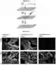 Fig. 02 - COMPOSITIONS AND METHODS FOR DETECTING PROTEASE ACTIVITY IN BIOLOGICAL SYSTEMS
