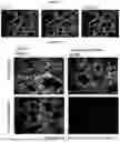 Fig. 06 - COMPOSITIONS AND METHODS FOR DETECTING PROTEASE ACTIVITY IN BIOLOGICAL SYSTEMS