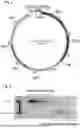 Fig. 03 - Self-immolative plasmid backbone