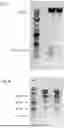 Fig. 04 - Self-immolative plasmid backbone