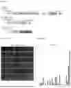 Fig. 02 - METHOD FOR EVALUATING VIRUS INFECTION