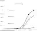 Fig. 03 - METHOD FOR EVALUATING VIRUS INFECTION