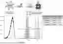 Fig. 07 - METHODS FOR OBTAINING ANTIBODY MOLECULES WITH HIGH AFFINITY