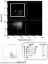 Fig. 13 - METHODS FOR OBTAINING ANTIBODY MOLECULES WITH HIGH AFFINITY