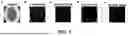 Fig. 21 - Integrated Lithium Niobate Microwave Photonic Processing Engine