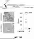 Fig. 15 - METHODS OF TREATING SWI/SNF DEREGULATED CANCERS