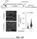 Fig. 16 - METHODS OF TREATING SWI/SNF DEREGULATED CANCERS