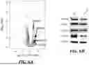 Fig. 46 - METHODS OF TREATING SWI/SNF DEREGULATED CANCERS