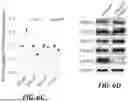 Fig. 47 - METHODS OF TREATING SWI/SNF DEREGULATED CANCERS