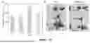 Fig. 33 - WIRELESS CLOSED-LOOP SMART BANDAGE FOR CHRONIC WOUND MANAGEMENT AND ACCELERATED TISSUE REGENERATION
