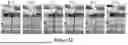 Fig. 37 - WIRELESS CLOSED-LOOP SMART BANDAGE FOR CHRONIC WOUND MANAGEMENT AND ACCELERATED TISSUE REGENERATION