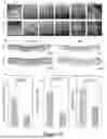 Fig. 48 - WIRELESS CLOSED-LOOP SMART BANDAGE FOR CHRONIC WOUND MANAGEMENT AND ACCELERATED TISSUE REGENERATION