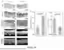 Fig. 49 - WIRELESS CLOSED-LOOP SMART BANDAGE FOR CHRONIC WOUND MANAGEMENT AND ACCELERATED TISSUE REGENERATION