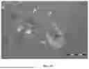 Fig. 70 - STABLE SALT AND CRYSTAL FORMS OF 2-[3-({1-[2-(DIMETHYLAMINO)ETHYL]-2-(2,2-DIMETHYLPROPYL)-1H-1,3-BENZODIAZOL-5-YL}SULFONYL)AZETIDIN-1-YL]ETHAN-1-OL