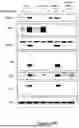 Fig. 49 - Prodigiosin Analogs And Methods Of Use