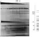 Fig. 07 - High Fidelity Restriction Endonucleases