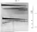Fig. 08 - High Fidelity Restriction Endonucleases