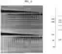 Fig. 09 - High Fidelity Restriction Endonucleases