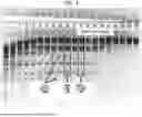 Fig. 02 - High Fidelity Restriction Endonucleases
