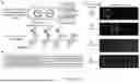 Fig. 03 - CRISPR-BASED PROTEIN BARCODING AND SURFACE ASSEMBLY