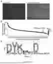 Fig. 07 - CRISPR-BASED PROTEIN BARCODING AND SURFACE ASSEMBLY