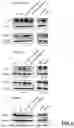 Fig. 08 - CHIMERIC COMPLEX AND THERAPEUTIC USES THEREOF