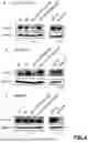Fig. 09 - CHIMERIC COMPLEX AND THERAPEUTIC USES THEREOF