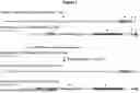 Fig. 02 - METHODS AND COMPOSITIONS FOR MODIFYING A TARGETED LOCUS