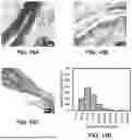 Fig. 24 - SUBSTRATES FOR PLANT GROWTH AND INFRASTRUCTURE