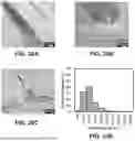 Fig. 25 - SUBSTRATES FOR PLANT GROWTH AND INFRASTRUCTURE