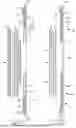 Fig. 19 - DISPOSABLE ABSORBENT ARTICLES HAVING CUFFS OF IMPROVED STRETCH LAMINATE STRUCTURE