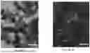 Fig. 09 - IMMUNOGENIC COMPOSITION FOR THE TREATMENT OF CANCER AND METHODS OF PREPARING THE SAME