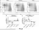 Fig. 45 - COMPOSITIONS AND METHODS FOR TREATMENT OF CANCER