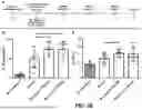 Fig. 67 - COMPOSITIONS AND METHODS FOR TREATMENT OF CANCER