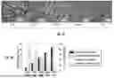 Fig. 07 - Method of Making Copper-Nickel Alloy Foams