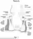 Fig. 02 - THERAPEUTIC PELVIC REGION ANALYZER AND METHOD OF USE THEREOF