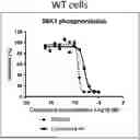 Fig. 01 - SELECTIVE RAPAMYCIN ANALOGS AND USES THEREOF