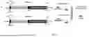 Fig. 02 - DIMERIC PROTEIN COMPLEXES AND USES THEREOF