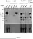 Fig. 09 - EXPRESSION OF NITROGENASE POLYPEPTIDES IN PLANT CELLS