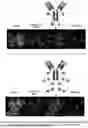 Fig. 01 - COMPOSITIONS FOR IMMUNOLABELING