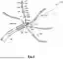 Fig. 04 - DEVICE, SYSTEM AND USE OF A CATHETER SYSTEM TO RECORD AND MAP CARDIAC RHYTHM