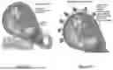 Fig. 02 - SYSTEMS AND METHODS FOR MATERNAL UTERINE ACTIVITY DETECTION