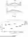 Fig. 41 - Methods And Devices For Real-Time Word And Speech Decoding From Neural Activity
