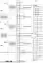 Fig. 17 - MEDICAL DECISION SUPPORT SYSTEM