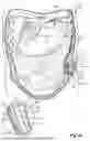 Fig. 41 - STRETCHING DEVICE
