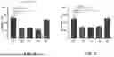 Fig. 02 - COMPOSITIONS COMPRISING PROANTHOCYANIDINS AND ZINC FOR TREATING AND/OR PREVENTING INFLAMMATION