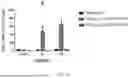 Fig. 03 - VACCINE COMPOSITION FOR PREVENTION AGAINST COVID-19
