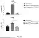 Fig. 05 - VACCINE COMPOSITION FOR PREVENTION AGAINST COVID-19