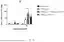 Fig. 17 - VACCINE COMPOSITION FOR PREVENTION AGAINST COVID-19