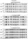 Fig. 09 - METHOD FOR PRESERVING DEVELOPMENTAL POTENTIAL OF IMMUNE CELLS USED FOR ADOPTIVE CELLULAR THERAPIES